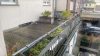 Wohn- und Geschäftshausensemble in zentraler Lage von Coesfeld - Terrasse 1. OG Letterstr..jpg